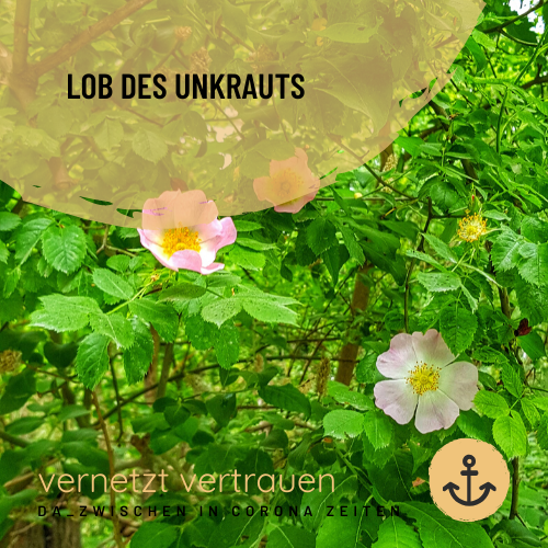 Lob des Unkrauts - Lob des Unkrauts