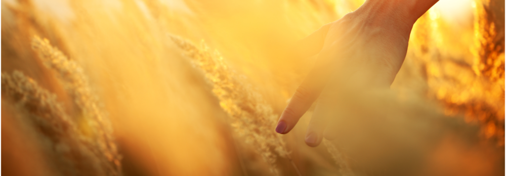 dazwischen ernte nachricht 2000 x 700 px 1024x358 - Werkstatt-Nachricht